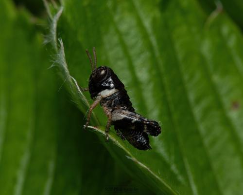 Réf. 324 924 : Calliptamus sp.
